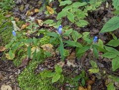 Gentiana decora