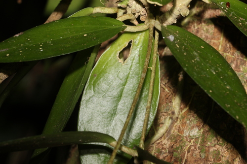Image of Ridley's Hoya (Hoya verticillata) by (c) Greg Tasney, some rights reserved (CC BY-SA)