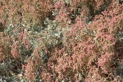 Atriplex lentiformis