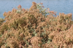 Atriplex lentiformis