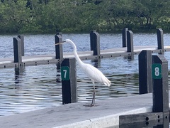 Ardea herodias occidentalis
