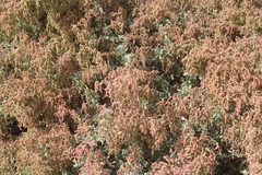 Atriplex lentiformis