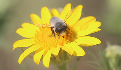 Megachile saulcyi