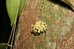 Hoya pottsii