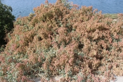Atriplex lentiformis
