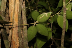 Hoya pottsii