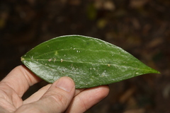 Hoya pottsii