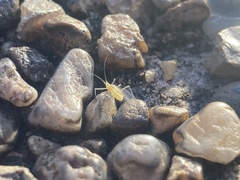 Macrosiphum euphorbiae