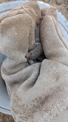 Notiosorex crawfordi