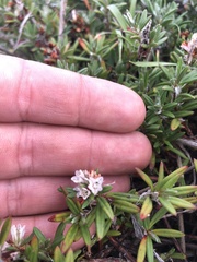 Polygonum paronychia