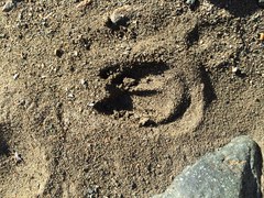 Odocoileus hemionus cerrosensis