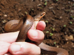 Euprepiophis conspicillata