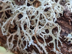 Pseudevernia consocians