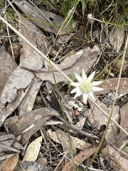 Actinotus minor
