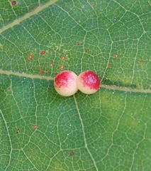 Zopheroteras sphaerula