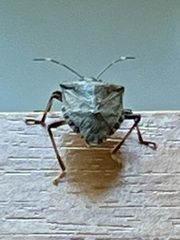 Halyomorpha halys