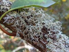 Pseudevernia consocians