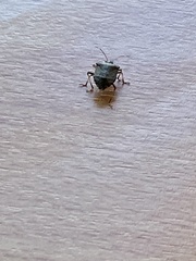Halyomorpha halys