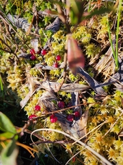 Maianthemum trifolium