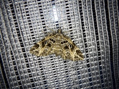 Lobogonodes erectaria