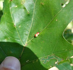 Zopheroteras sphaerula