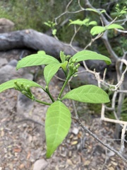 Tabernaemontana orientalis