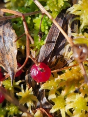 Maianthemum trifolium