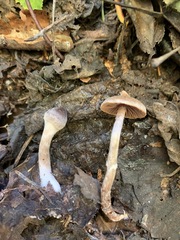 Cortinarius flexipes