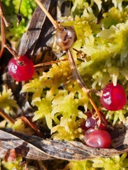 Maianthemum trifolium