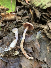 Cortinarius flexipes