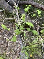 Tabernaemontana orientalis