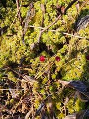 Maianthemum trifolium