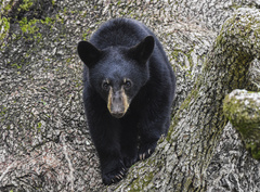 Ursus americanus eremicus