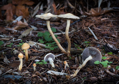Leratiomyces percevalii