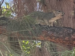 Sciurus niger