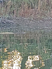 Ondatra zibethicus