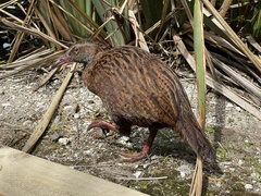 Gallirallus australis australis