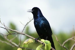 Quiscalus major westoni