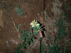 Oenothera stricta