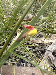 Bossiaea ensata