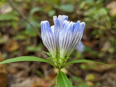 Gentiana decora