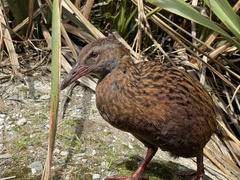 Gallirallus australis australis