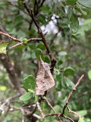 Libytheana carinenta mexicana
