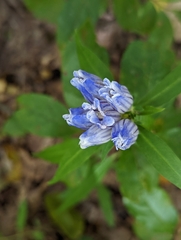 Gentiana decora