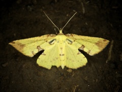 Corymica pryeri