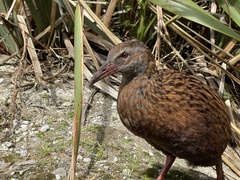Gallirallus australis australis