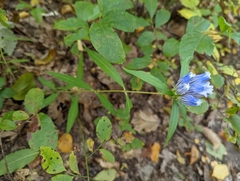 Gentiana decora