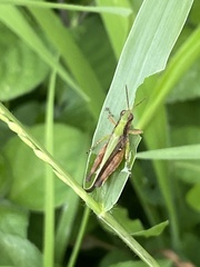 Orphulella