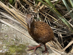 Gallirallus australis australis