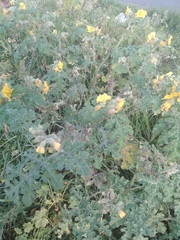Solanum rostratum